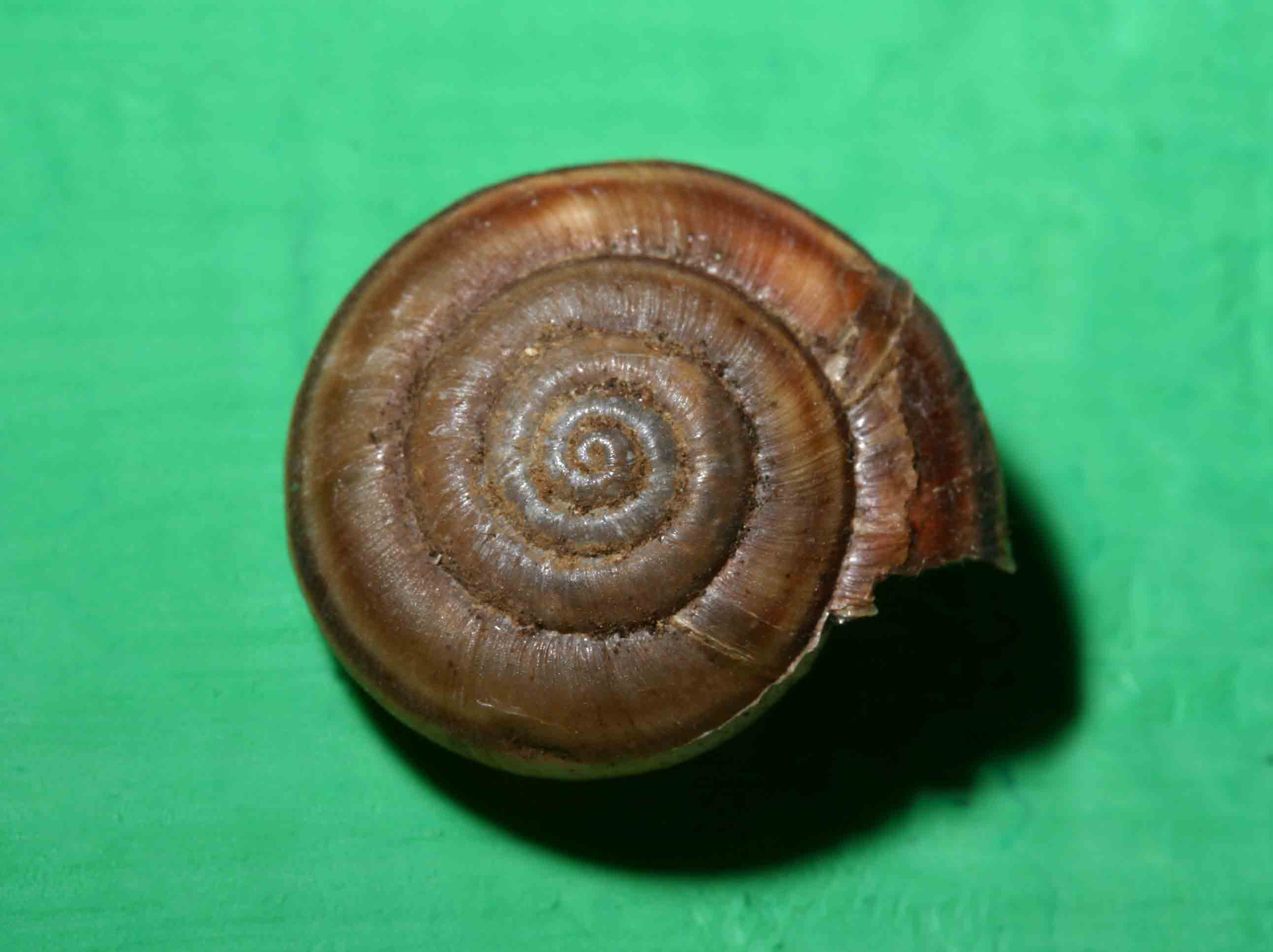 Chilostoma (Campylea) planospira (Lamarck, 1822)- Gran Sasso